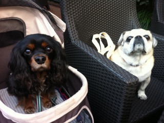 �I�t��B